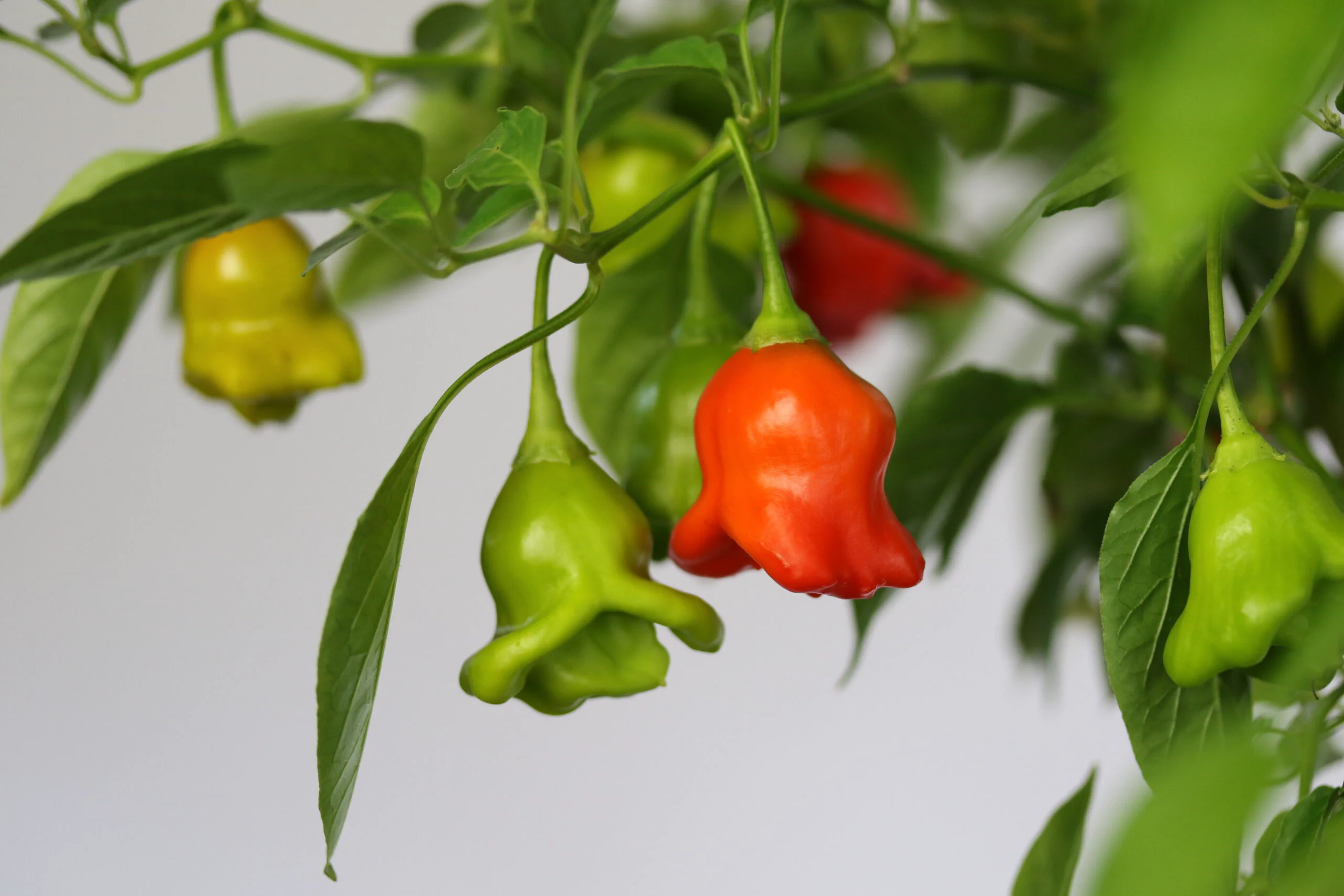 Abbildung 1: Bishops Crown, Quelle: chilibaron.ch