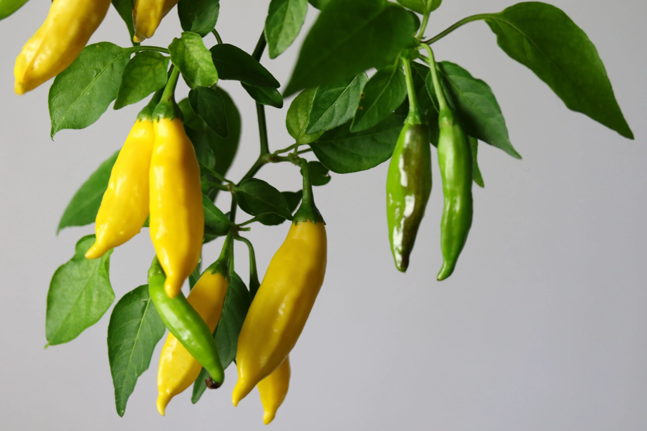 Abbildung 3: Lemon Drop, Quelle: chilibaron.ch