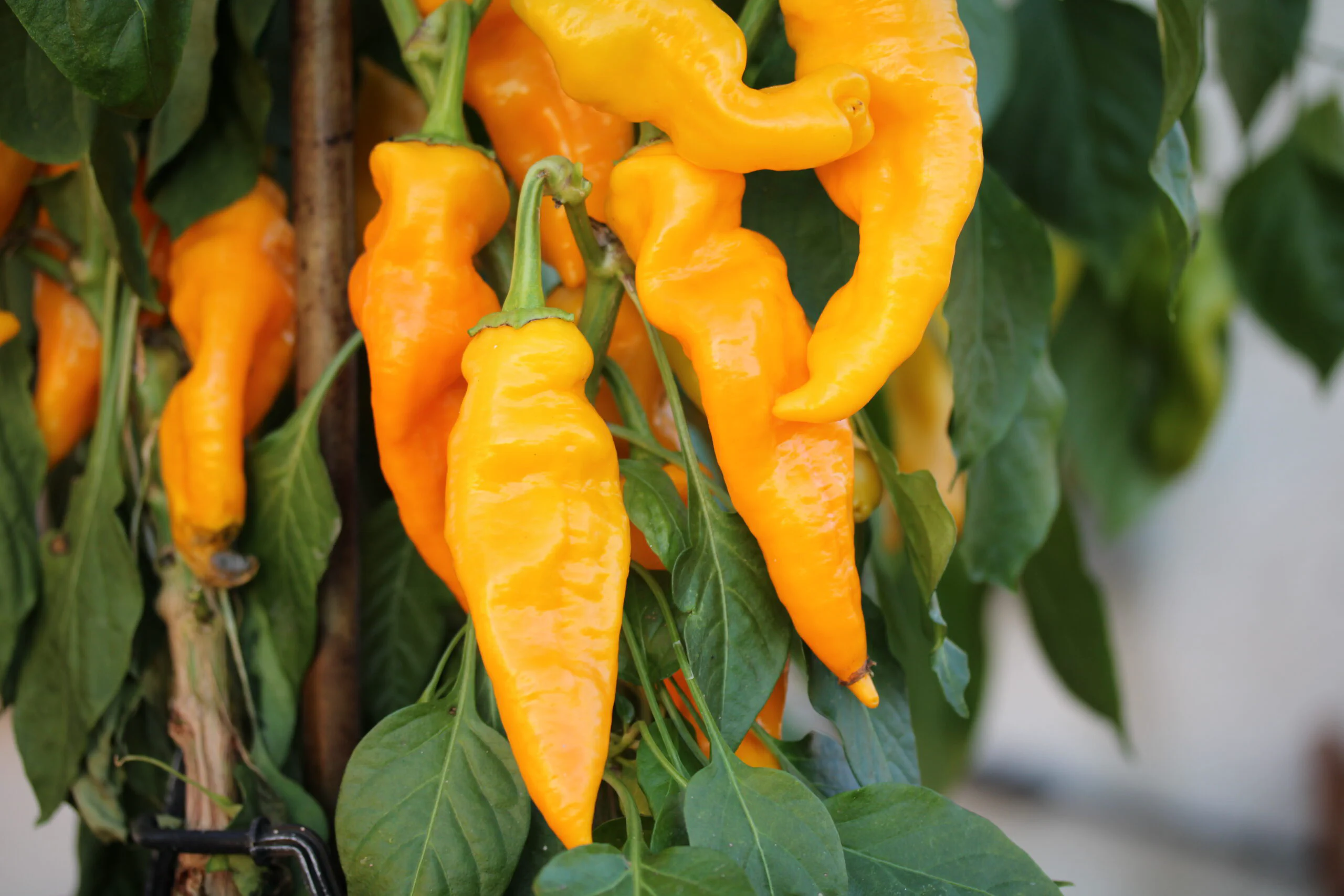 Abbildung 2: Monkeyface, Quelle: chilibaron.ch